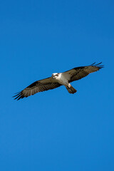 Osprey with wings spread in flight against a blue sky