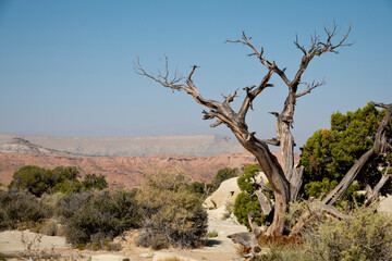 joshua tree national park
