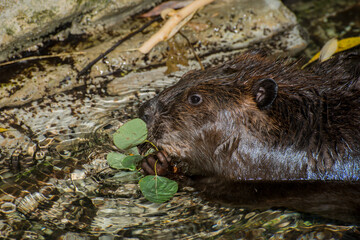 American Beaver feeding on an aquatic plant.