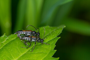 A pair of Long-horned beetles mating on a green leaf in the forest