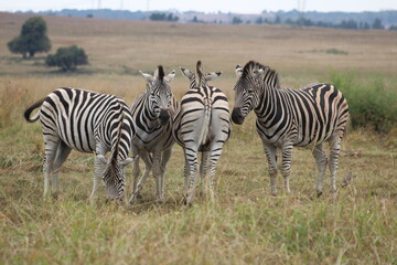 Fototapeta na wymiar taken in the heart of the Rietvallei nature reserve situated in Gauteng South Africa, one of the worlds largest nature reserves in the middle of a city