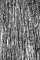 Obraz premium Texture of the old bald cypress tree bark.