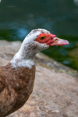 Brown and white duck with red head, The Muscovy duck, standing on the shore of the pond