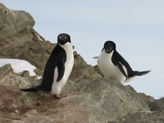 アデリーペンギンの夫婦