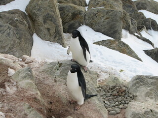 アデリーペンギンの夫婦