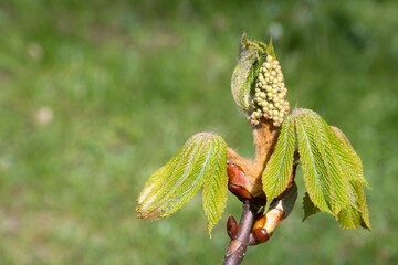 Close-up of open horse chestnut (Aesculus hippocastanum) bud in springtime in Germany, with...