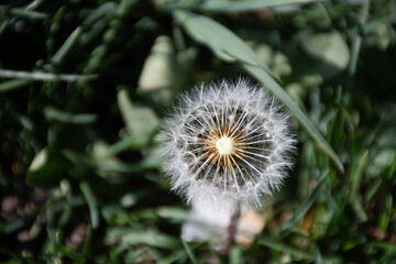 Top-down view of a partially dispersed dandelion (Taraxacum officinale) clock in springtime in Germany