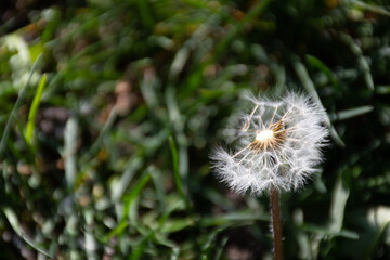 Partially dispersed dandelion (Taraxacum officinale) clock in springtime in Germany