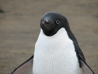アデリーペンギンの顔