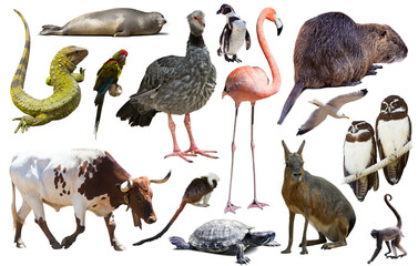Obraz premium collection of different reptiles, birds, mammal animals and insects from south america isolated on white background