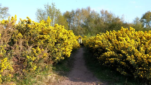 Smiling woman with glasses and long black curly hair walking towards camera POV between gorse bush flowers.