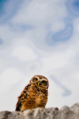 beautiful alert owl alert watching