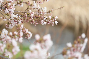 桜