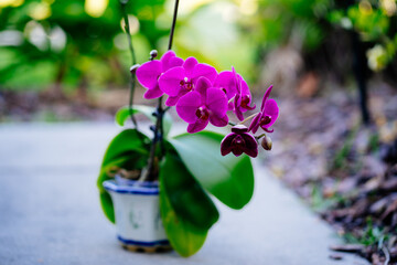 beautiful purple phalaenopsis aphrodite flower in bloom	