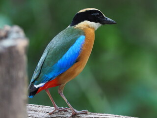 Obraz premium The Blue-winged Pitta (Pitta megarhyncha) is a species of passerine bird in the family Pittidae native to the eastern Indian Subcontinent and western Southeast Asia.Bird of Thailand.