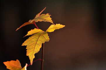 Yellow tree leaf in autumn park close up on a blurd background with a copy space. High quality photo