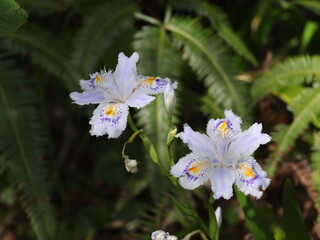 シャガの花をクローズアップ