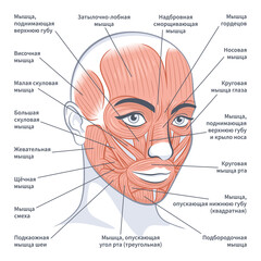 Fototapeta premium Facial muscles of the female. Detailed bright anatomy on russian isolated on a white background vector illustration