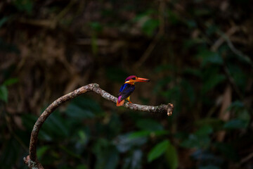 Black - backed Kingfisher