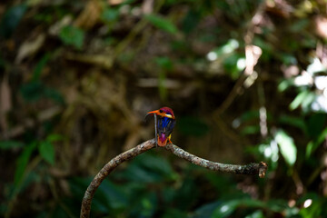 Black - backed Kingfisher