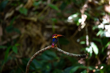 Black - backed Kingfisher