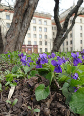 Spring violets in the city. Viola odorata. Selective focus.