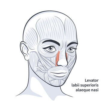 Facial muscles of the female. Detailed bright anatomy isolated on a white background vector illustration