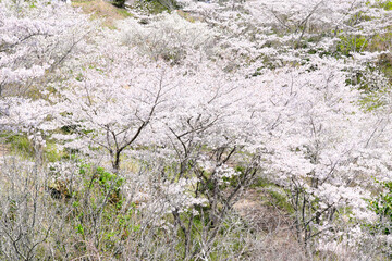 上から見下ろした斜面に咲く桜の木