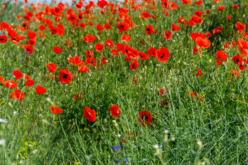 Red poppy flowers on a green meadow