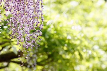 新緑の葉を背景に咲く紫の藤の花