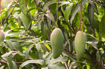 Raw mango and green leaves