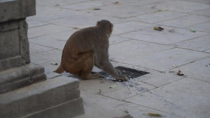 Little Macaque drinks from opening in Swayambhunath, Kathmandu, Nepal
