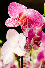 Venezuela : Orquideas venezolanas en vivero / venezuelan orchids at vivarium.  April 14, 2021....