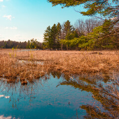 Landscape - view of a marsh in the forest