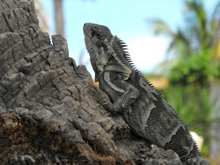 Tranquilidad y armonia animal