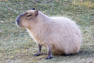 Capybara in Sydney Australia Zoo