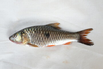 fish on ice