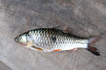 fish on the wood