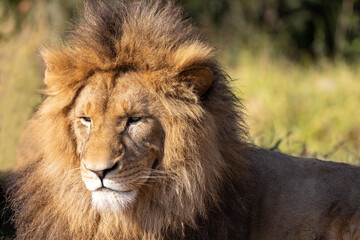 Fototapeta premium African Lion in Sydney Zoo