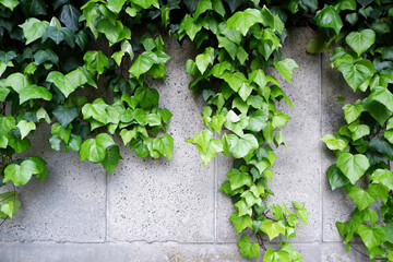  Green wall material. Summer green leaves wallpaper for green, ecology, summer and seasonal design. green background. Vines plants on concrete wall. 緑化壁背景、グリーン背景、素材