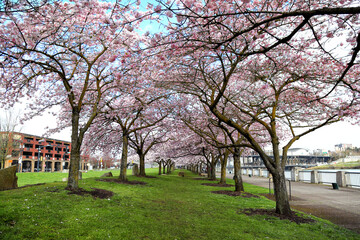 Beautiful Portland - Cherry Blossoms blooming at the waterfront
