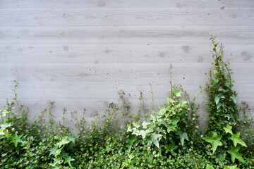  Green wall material. Summer green leaves wallpaper for green, ecology, summer and seasonal design. green background. Vines plants on concrete wall. 緑化壁背景、グリーン背景、素材