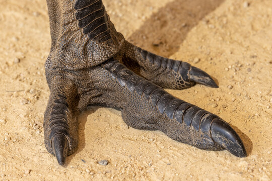 Close up of Emu foot