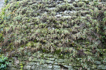 Beautiful old stone bricks wall entwined with green ivy
