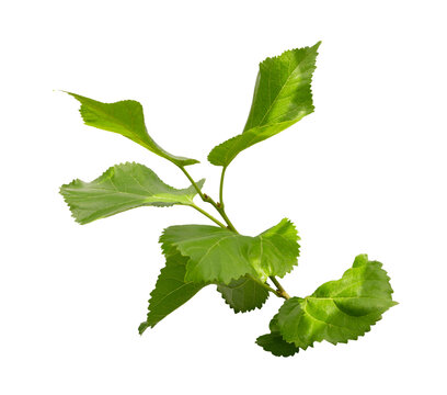 Green leaf of Mulberry plant isolated on white and clipping path