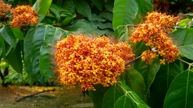 Golden petals of Yellow Saraca or Yellow Ashoka on green leaf, tropical tree