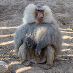 Obraz premium Sacred Baboon in Sydney Zoo