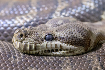Close up of Centralian Carpet Python
