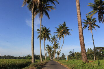 Fototapeta na wymiar View of rural atmosphere with coconut trees and rice fields.