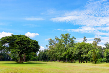 Landscape green lawn with big trees and blue sky with white clouds